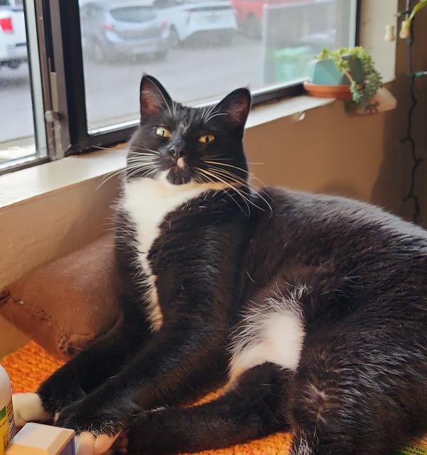 Duncan Idaho the tuxedo cat laying on a table by the window. His head is leaning back away from the photographer. 