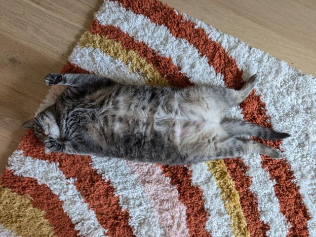 A photo looking down at a grey tabby cat flat on her back exposing her lovely fluffy belly. She is on a white rug with orange, yellow, and pink swirling stripes.