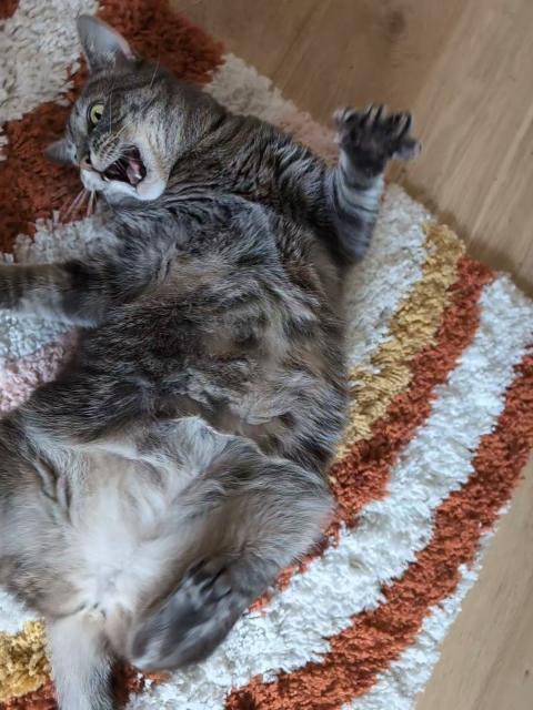 Another photo of the grey tabby cat on her back on the rug. She is twisting around with paws in the air and her mouth open to show her teeth. Because she was squirming around to attack me I framed the photo poorly, so some of her paws are cut off. 