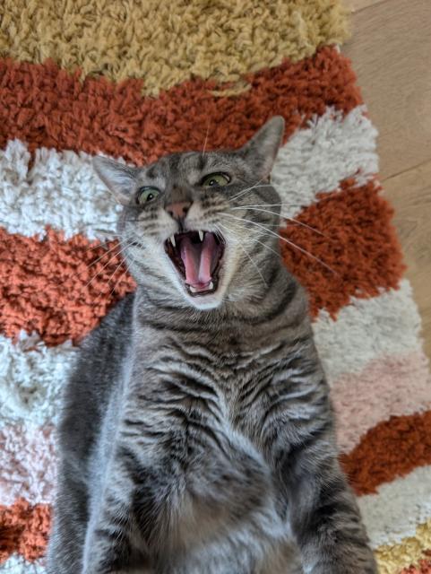 Another photo of the grey tabby cat on her back on the rug, viewed more closely. Both of her paws are extending out past the bottom of the frame, and she has her mouth open to bare her teeth as she goes in for a bite, a wild expression in her eyes.