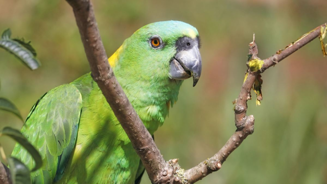 #News: A study has found that, just like people, #parrots have different dialects – and their "accents" shift as their #environment changes. Help parrots and other animals survive, be #vegan and #BoycottPalmOil #Boycott4Wildlife https://cosmosmagazine.com/nature/birds/parrots-accents-changing/?mc_cid=6d467399e1&mc_eid=0f959a4412 
