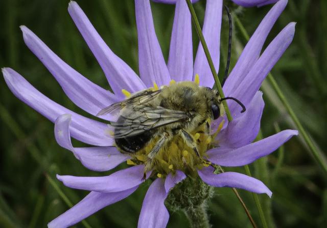 A bee, one of our cousins, sips some nectar from a flower in the Kimberley Nature Park. 