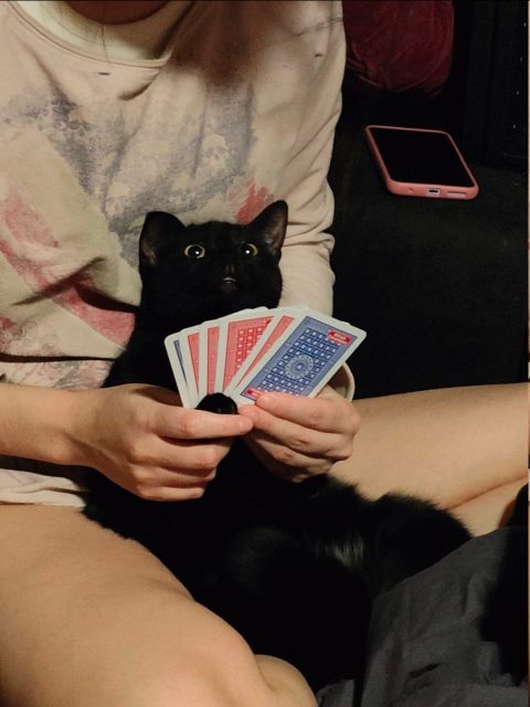 A black cat with big green shiny eyes (Jiji) holding a hand of cards while on the lap of my wife.