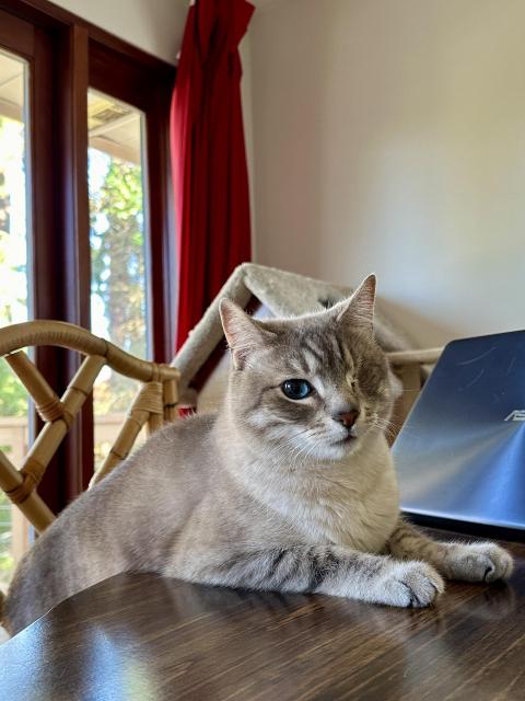 Doots, a one-eyed Lynx Point Siamese cat, sitting at a brown wood dining table in front of a laptop. 