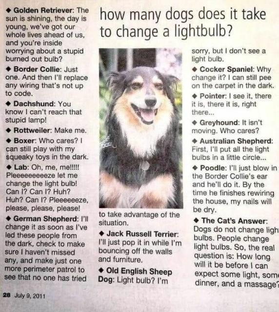 dogs changing lightbulbs