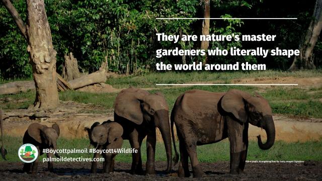 Gentle giant pachyderms #African forest #elephants 🐘🐘 are the unsung heroes helping #climatechange. They capture #carbon in the #DRC’s 🇨🇩🌳rainforest! Help them survive with your supermarket choices #Boycottpalmoil #Boycott4Wildlife @palmoildetect https://wp.me/pcFhgU-6Le
