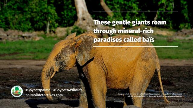 Gentle giant pachyderms #African forest #elephants 🐘🐘 are the unsung heroes helping #climatechange. They capture #carbon in the #DRC’s 🇨🇩🌳rainforest! Help them survive with your supermarket choices #Boycottpalmoil #Boycott4Wildlife @palmoildetect https://wp.me/pcFhgU-6Le
