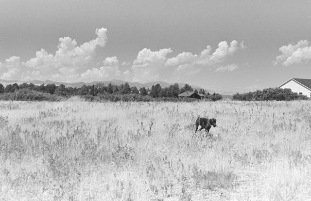 Black and white photo of a dark colored dog in a field of tall grass, with a pattern of clouds in the background. 