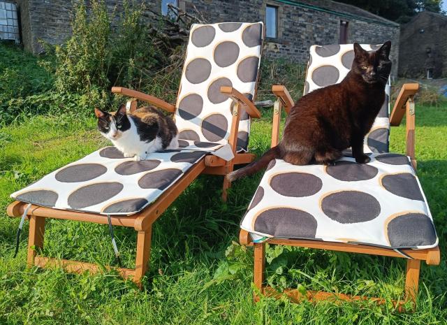 Two cats - one ginger, white & black, the other fully black (though glowing brown in the sun) sitting on sunloungers on a somewhat overgrown lawn.