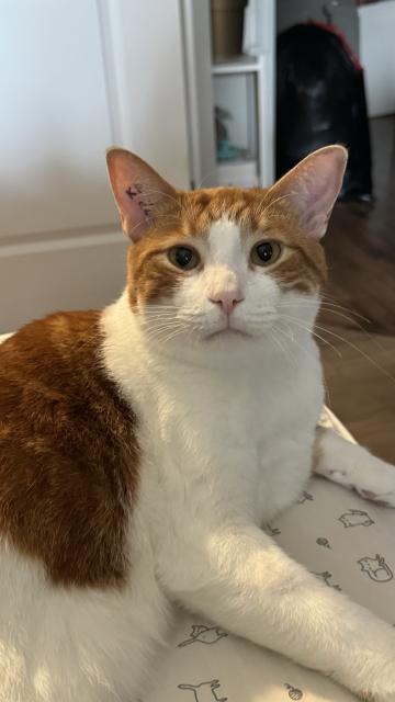 An orange and white cat partially lying down and staring at the camera, ears up.