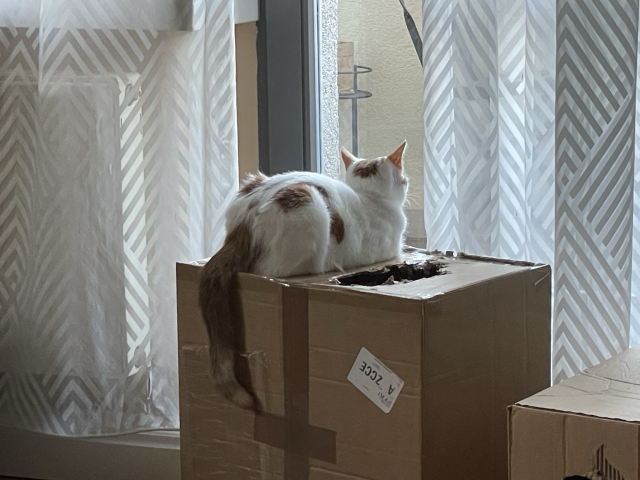 A white cat with orange patches (Peaches) is shaped like a loaf of bread on top of a cardboard box, looking out of a window. Her tail dangles playfully over the edge of the box.