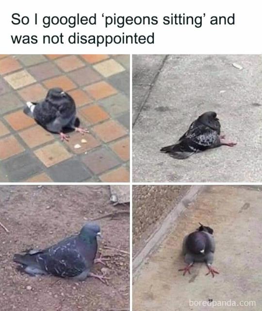 sitting pigeons