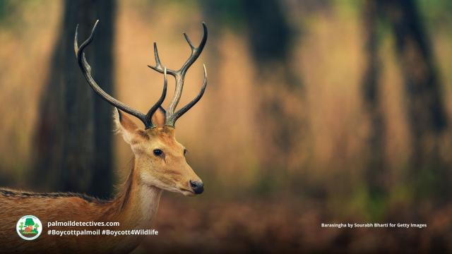 #Barasinghas are majestic #deer in #India and #Nepal under threat by #palmoil and #beef #deforestation across their range. Fight for them and #Boycottpalmoil #Boycott4Wildlife each time you shop https://palmoildetectives.com/2023/06/25/barasingha-cervus-duvauceli/ via @palmoildetect
