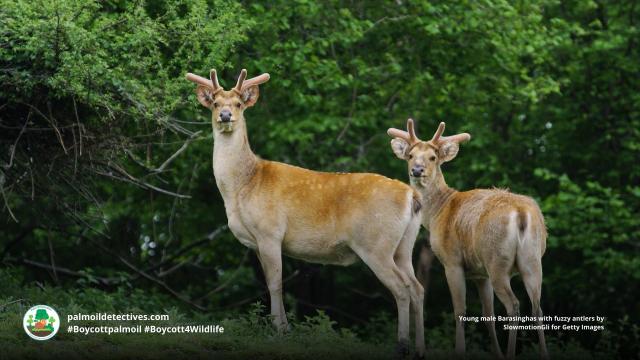 #Barasinghas are majestic #deer in #India and #Nepal under threat by #palmoil and #beef #deforestation across their range. Fight for them and #Boycottpalmoil #Boycott4Wildlife each time you shop https://palmoildetectives.com/2023/06/25/barasingha-cervus-duvauceli/ via @palmoildetect
