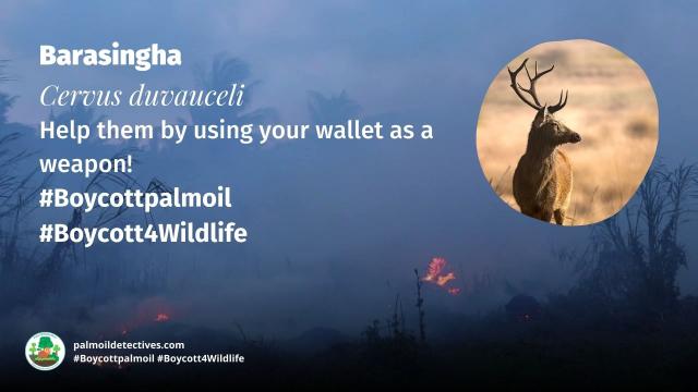 #Barasinghas are majestic #deer in #India and #Nepal under threat by #palmoil and #beef #deforestation across their range. Fight for them and #Boycottpalmoil #Boycott4Wildlife each time you shop https://palmoildetectives.com/2023/06/25/barasingha-cervus-duvauceli/ via @palmoildetect
