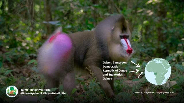 The largest and most colourful old world monkeys – Mandrills get even brighter coloured when excited. They are #vulnerable from #palmoil #meat #deforestation and #poaching. Help them survive and be #vegan, #Boycottpalmoil #Boycott4Wildlife https://palmoildetectives.com/2023/12/17/mandrill-mandrillus-sphinx/
