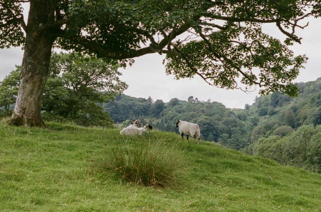 3 white sheep are lounging on a grassy hill underneath a big tree.