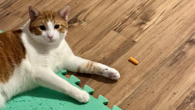 Orange and white cat beside a baby carrot.