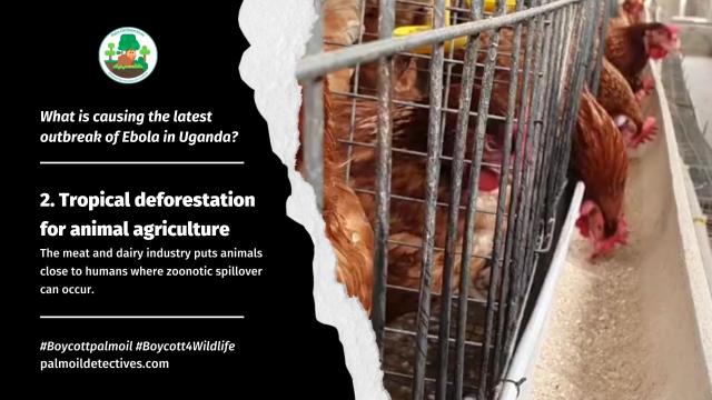 #News: The next #pandemic could come from animal #agriculture and microbial resistance finds new @RMIT #study. Want to make a difference? Be #vegan and stop supporting these industries destroying the world #BoycottMeat #Boycott4Wildlife https://www.sciencedaily.com/releases/2024/08/240821124357.htm