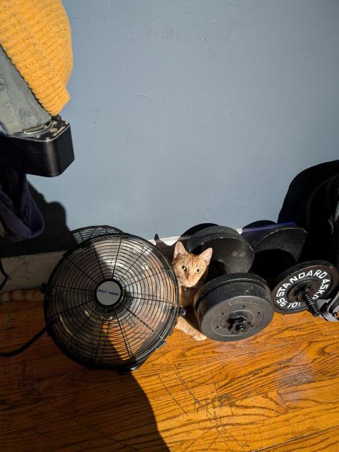 Cat behind fan playing with weights. I don't know man, cats.