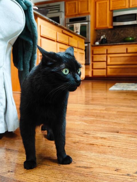 A black cat with wide green eyes stands on a hardwood floor. The background features a kitchen with wooden cabinetry and appliances. A part of a light-colored chair and a green blanket is visible on the left.