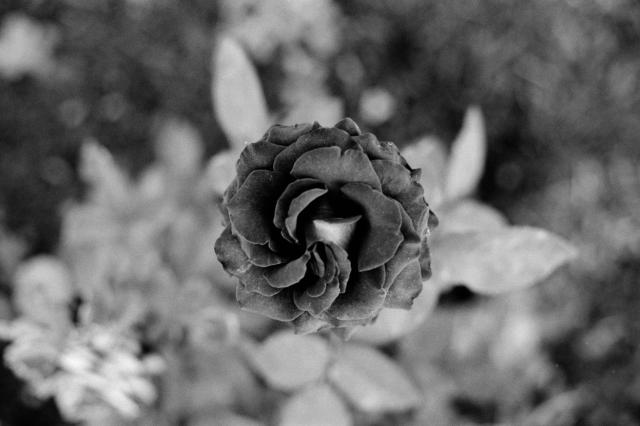 The black and white photo shows a dark colored rose with out of focus foliage in the background. 