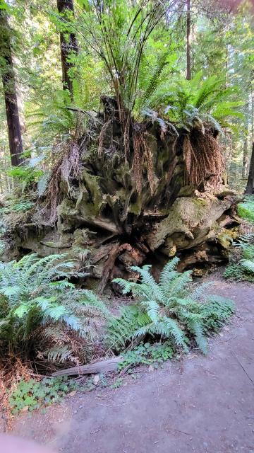 We are looking at the underside of a stump that is more than 8 feet tall. The stump roots are getting quite weathered and mossy. Fern grow top the log.