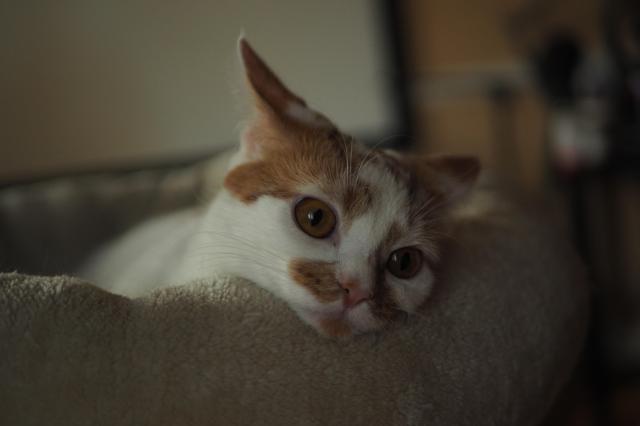 A white and orange cat looking wistful. Her head rests on the edge of a cat bed.