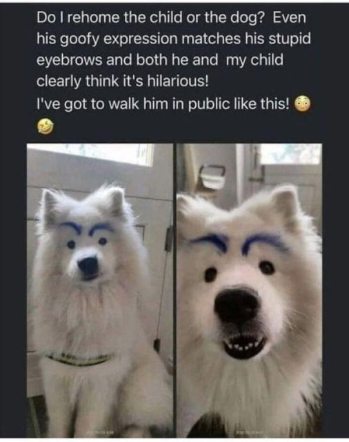 eyebrow doggy