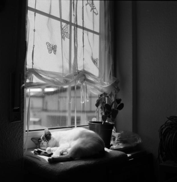 Eine Katze liegt auf einer Fensterbank und schläft, die Sonne scheint durch das Fenster. Hinter dem Tier steht eine Topfpflanze. 