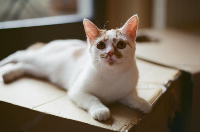 A cute white shorthair cat with orange patches and a pink nose (Peaches) lying on top of a cardboard box.