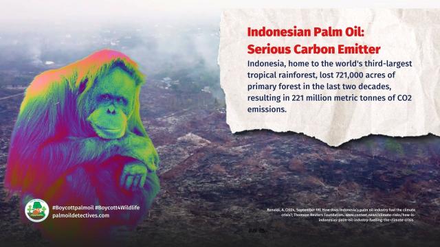 Experts fear a #palmoil #biofuel boom may drive massive #deforestation in #Indonesia, threaten the world’s 3rd largest #rainforest and send irreplaceable #animals and plants to extinction #Boycottpalmoil #Boycott4Wildlife @contextnewsroom @palmoildetect https://wp.me/pcFhgU-8Vs