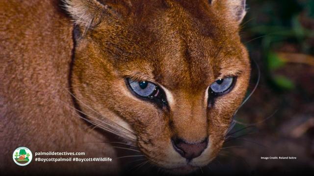 African Golden Cats make a cacophony of cat-like meows and assertive growls. Elusive and mysterious- they are now #vulnerable due to #palmoil #deforestation and other threats. Fight for them and #Boycottpalmoil #Boycott4Wildlife via @palmoildetect https://wp.me/pcFhgU-753