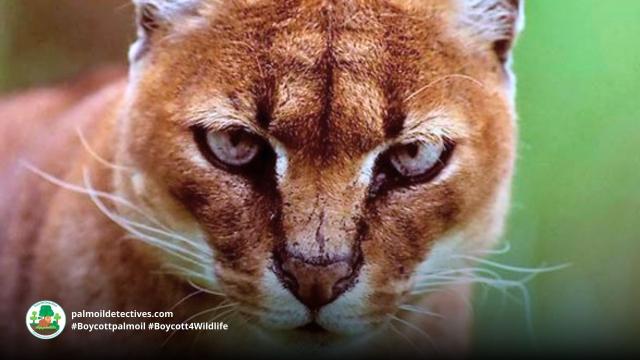 African Golden Cats make a cacophony of cat-like meows and assertive growls. Elusive and mysterious- they are now #vulnerable due to #palmoil #deforestation and other threats. Fight for them and #Boycottpalmoil #Boycott4Wildlife via @palmoildetect https://wp.me/pcFhgU-753