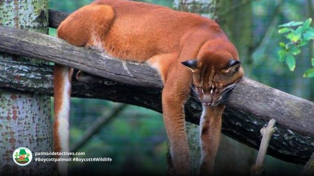 African Golden Cats make a cacophony of cat-like meows and assertive growls. Elusive and mysterious- they are now #vulnerable due to #palmoil #deforestation and other threats. Fight for them and #Boycottpalmoil #Boycott4Wildlife via @palmoildetect https://wp.me/pcFhgU-753