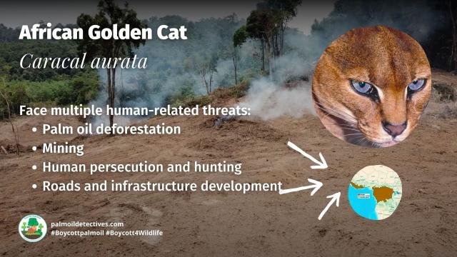 African Golden Cats make a cacophony of cat-like meows and assertive growls. Elusive and mysterious- they are now #vulnerable due to #palmoil #deforestation and other threats. Fight for them and #Boycottpalmoil #Boycott4Wildlife via @palmoildetect https://wp.me/pcFhgU-753