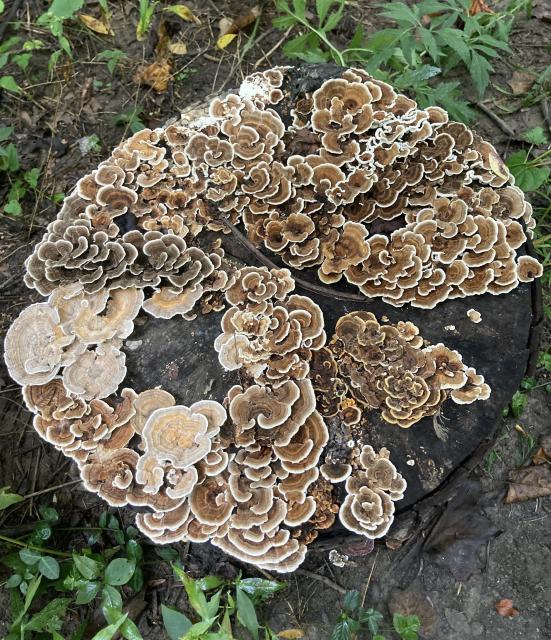 A stump, top view, covered in a diverse array of fungi in shades of brown and white