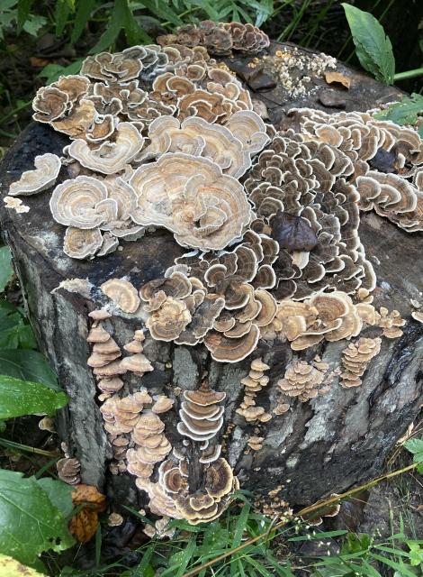 A stump, viewed from above and to the side, supporting a diverse array of fungi in brown and white shades