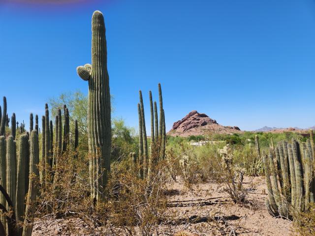 Desert landscape with a large saguaro cactus in the foreground and a rocky outcropping in the back