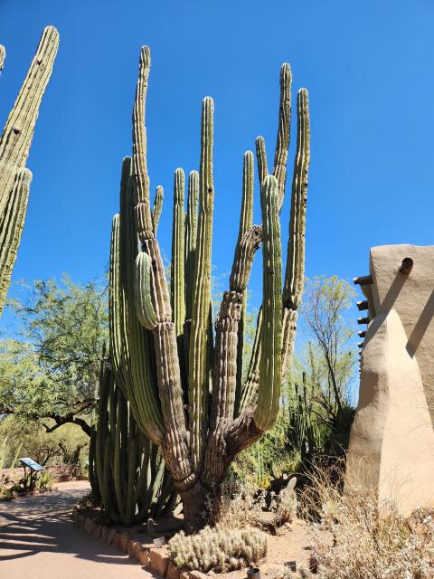 A large organ pipe cactus. They can get up to sixty feet tall. This one is maybe forty or fifty feet.