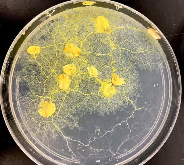 Physarum mold growing on 4” petri dish with flakes of oatmeal for food.