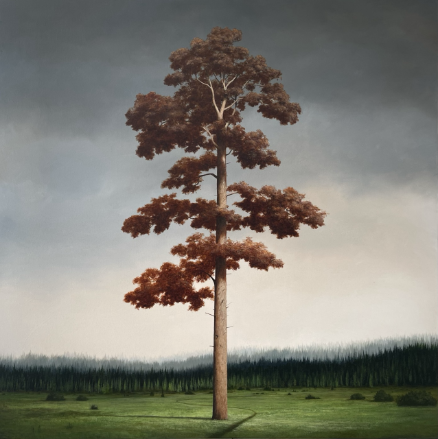 Large redwood in a vast clearing - path leading to a fir forest in the distance. 
