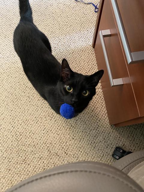 Black cat with a blue puffball in his mouth.  Cat is standing next to the drawers of a desk.  