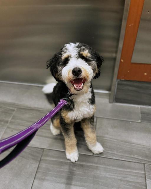 A fluffy black white & tan dog sitting on an elevator 