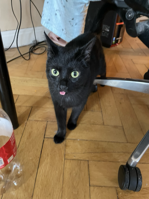 A black cat (Jiji) with his tongue out. 