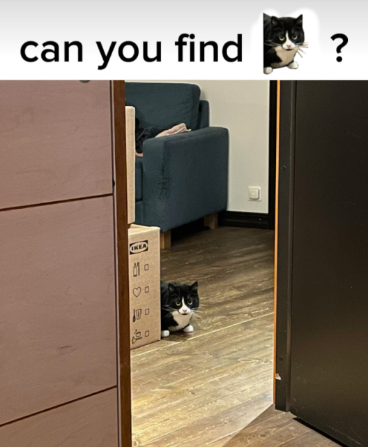 image of a cat, with headline saying "can you find (image of the cat)"
