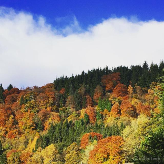 A square photo showing a wooded hillside on the bottom half, with a variety of trees a variety of colours  - some evergreen, others orange or yellow. Just above the brow of the hill is a white fluffy cloud, and the sky across the top is bright blue.