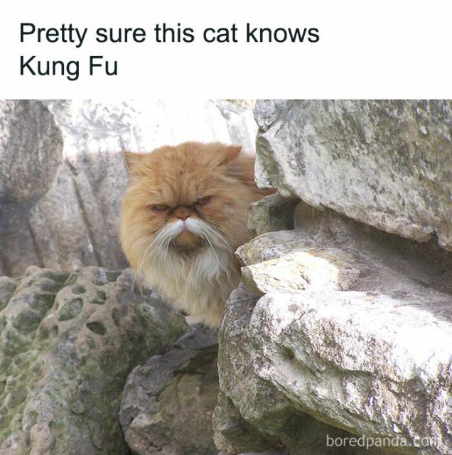 kung fu cat
