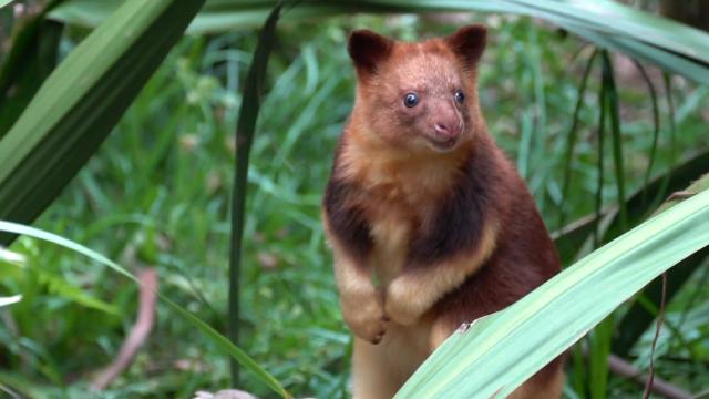 Goodfellow’s Tree Kangaroos are cheeky tree-dwelling #marsupials, endangered in #PapuaNewGuinea by #hunting and #palmoil #deforestation. Support their survival by saying NO to brands destroying their home #Boycott4Wildlife https://palmoildetectives.com/2021/01/26/goodfellows-tree-kangaroo-dendrolagus-goodfellowi/ via @palmoildetect