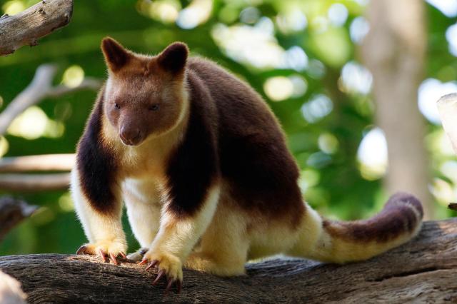 Goodfellow’s Tree Kangaroos are cheeky tree-dwelling #marsupials, endangered in #PapuaNewGuinea by #hunting and #palmoil #deforestation. Support their survival by saying NO to brands destroying their home #Boycott4Wildlife https://palmoildetectives.com/2021/01/26/goodfellows-tree-kangaroo-dendrolagus-goodfellowi/ via @palmoildetect